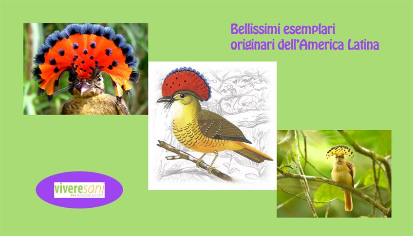 Royal Flycatcher Royal Flycatcher